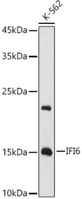 Western Blot: IFI6 AntibodyAzide and BSA Free [NBP3-04432]